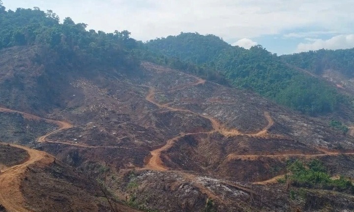 Điều tra vụ gần 95ha rừng bị xâm hại ở Gia Lai