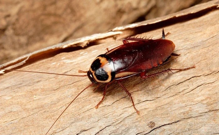 Người đàn ông tử vong thương tâm sau khi tham gia thử thách nuốt gián lấy thưởng