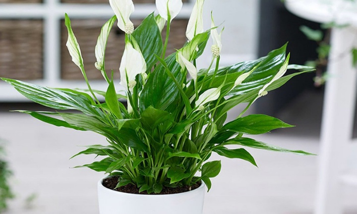 Trồng cây lan ý trong nhà có ý nghĩa gì?