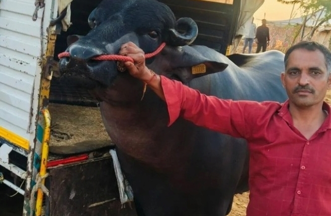 Clip: Cận cảnh con trâu đen khổng lồ được trả giá gần 62 tỷ đồng chủ vẫn quyết không bán