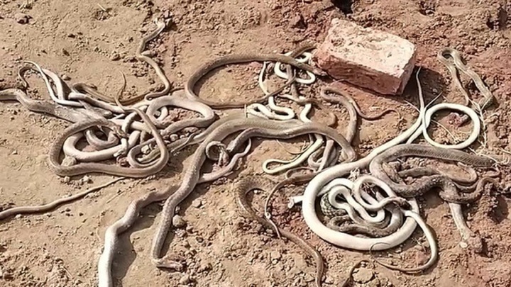 Kinh hoàng phát hiện ổ 29 con rắn độc