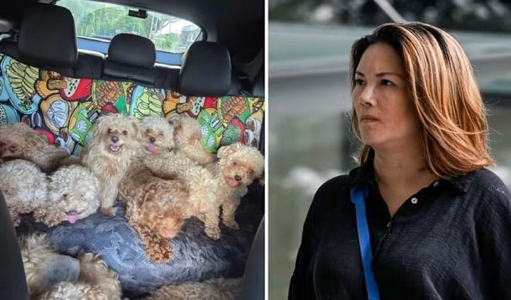 Nuôi 79 con chó trong căn hộ, người phụ nữ nhận án phạt kỷ lục