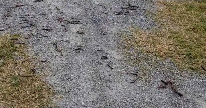 Giun đất trồi lên la liệt rồi chết khô ở Quảng Trị, cơ quan chức năng nói gì?