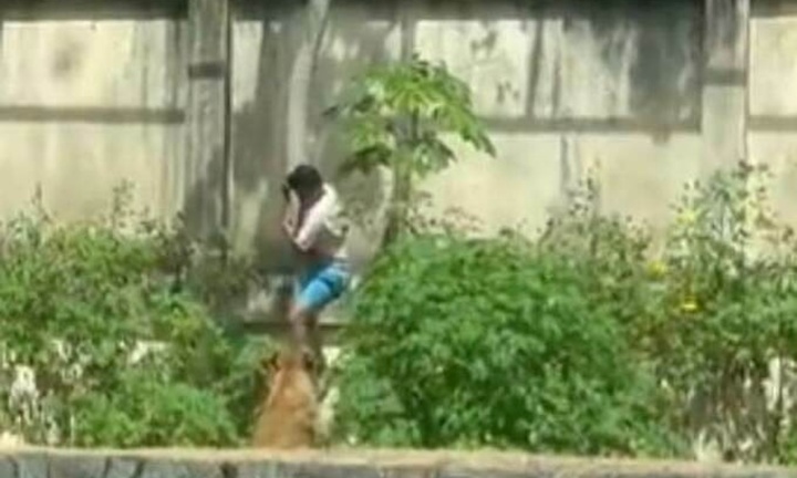 Cố trèo vào chuồng sư tử, chàng trai tử vong thương tâm