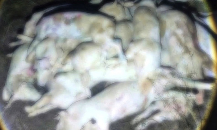 Phát hiện hàng trăm con lợn chết nghi do dịch bệnh tại cơ sở giết mổ ở Khánh Hoà