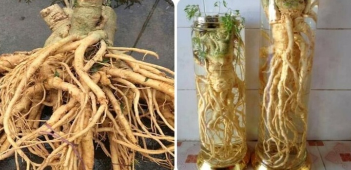 Cách ủ rượu đinh lăng