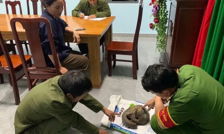 Phát hiện con vật quý hiếm đang bò qua đường, người phụ nữ cho vào bao, mang đến công an