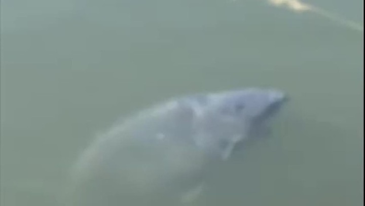 Clip: Choáng váng sinh vật khổng lồ dài hơn 60cm bơi lượn dưới kênh đào, bị nhầm là khúc gỗ trôi