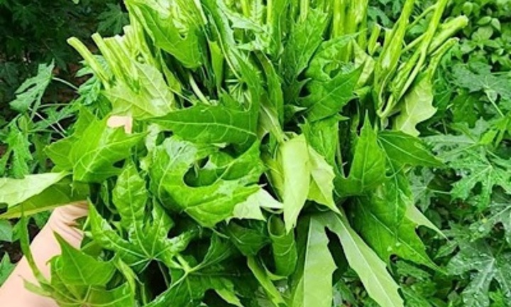 Loại rau ít người biết có thể hỗ trợ giải độc gan, tốt cho xương khớp