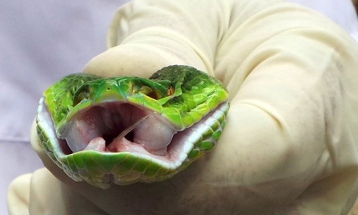 Đắp thuốc để