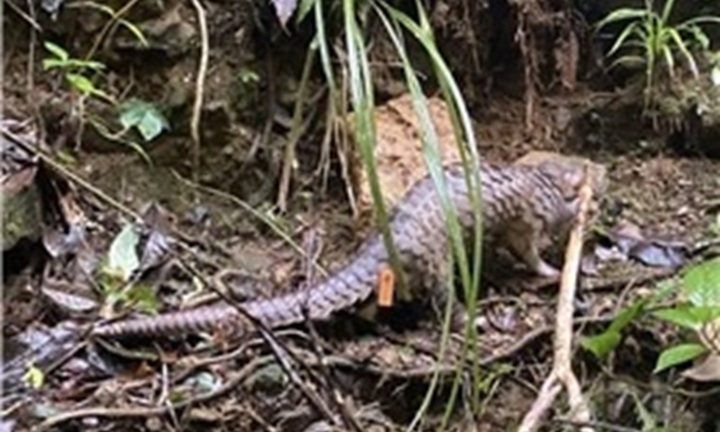 Tình cờ phát hiện cá thể quý hiếm đi lạc, người dân quyết định mang đến công an bàn giao