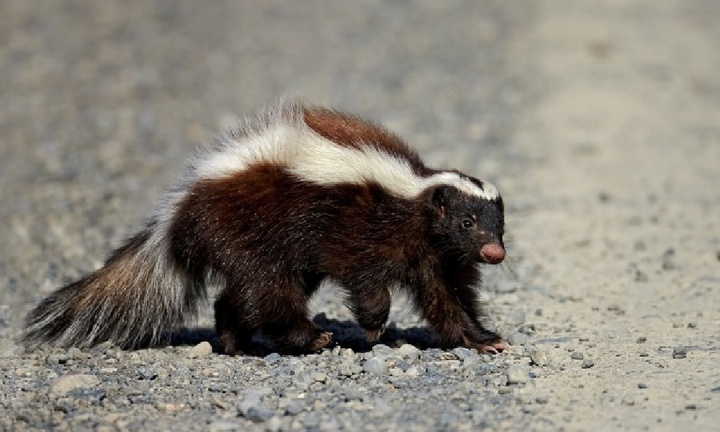 Người đàn ông tử vong do bệnh dại sau khi ghép thận từ người bị chồn hôi cào