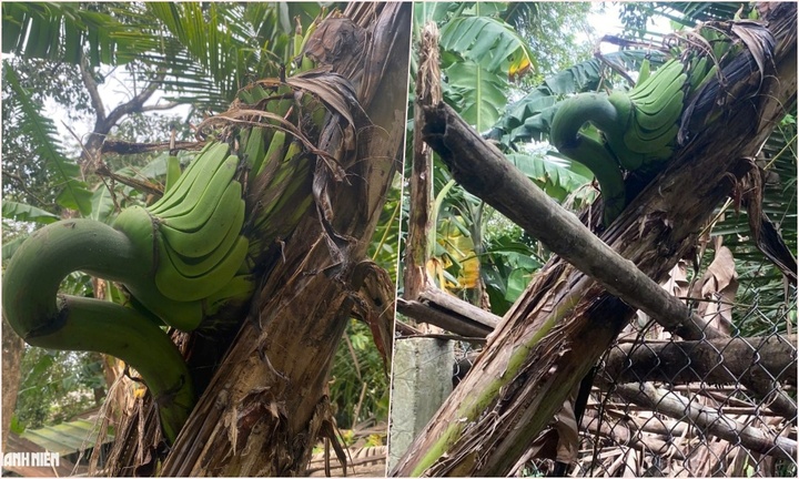 Chuyện lạ Quảng Ngãi: Cây chuối trổ buồng giữa thân, chủ háo hức chờ ngày trái chín
