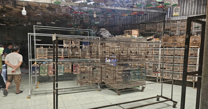 Lật tẩy chiêu “nuôi chim cảnh” để hợp thức hóa buôn bán chim hoang dã