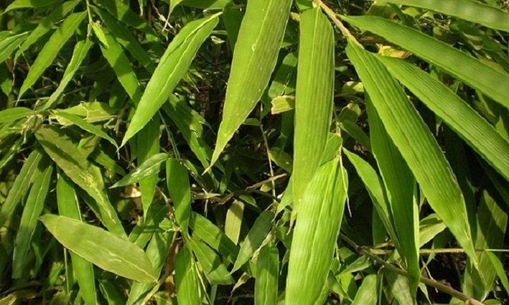 Công dụng bất ngờ của lá tre đối với sức khỏe