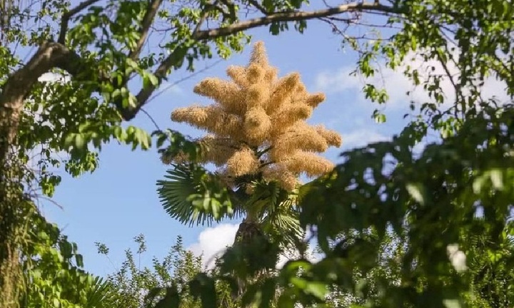 Loài cây hiếm nhất thế giới nở rộ 25 triệu bông hoa sau 70 năm chờ đợi