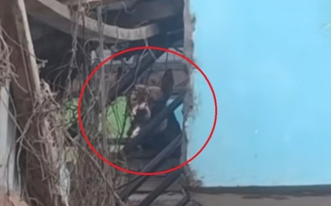 Cháu gái 11 tháng tuổi bị 2 con chó Pitbull nhà nuôi cắn tử vong, cảnh sát tạm giữ bà ngoại