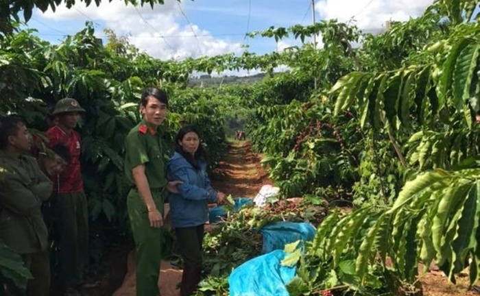 Bắt giữ Phạm Thị Thu Thủy, đối tượng cắt trộm cây cà phê để tuốt lấy quả