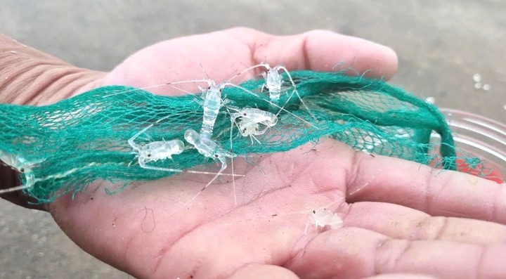 Đau lòng: Lặn biển săn tôm hùm nhí, người đàn ông tử vong thương tâm