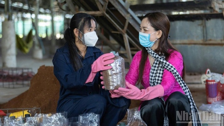 Nữ giáo viên rẽ ngang làm nông dân, thu tiền tỷ mỗi năm nhờ trồng thứ 