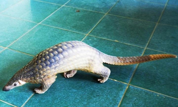 Phát hiện con vật