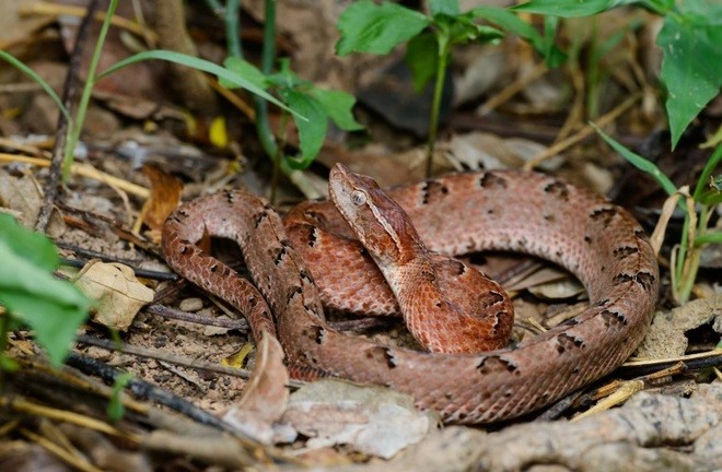 Tin tức đời sống 17/12: Nam thanh niên bị loài rắn 