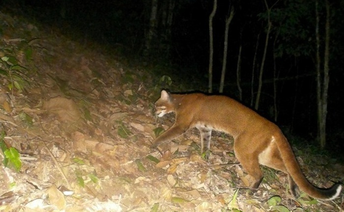 Sử dụng bẫy ảnh, phát hiện loài vật quý hiếm tại Khu Bảo tồn thiên nhiên Pù Hoạt