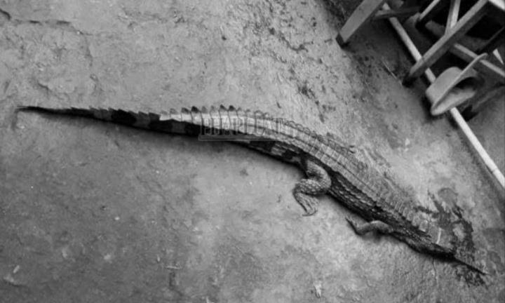 Vụ cá sấu tấn công thầy giáo ở Tây Ninh: Xử phạt người nuôi 315 triệu đồng