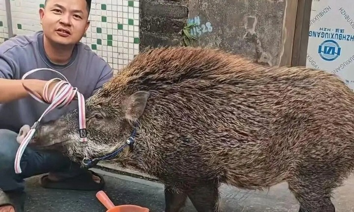 Lợn rừng gầy trơ xương chạy vào nhà xin ăn, gia chủ nuôi mập ú, từ chối bán giá gần 200 triệu đồng