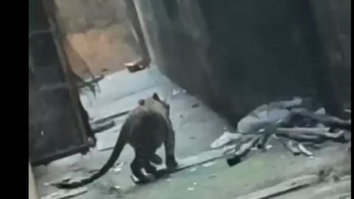 Clip: Báo đốm bất ngờ xông vào khu dân cư tấn công người dân, nhiều người bị thương