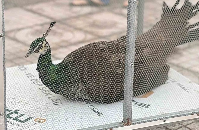 Cận cảnh chim công lục quý hiếm, có tên trong sách Đỏ vừa được người dân giao nộp