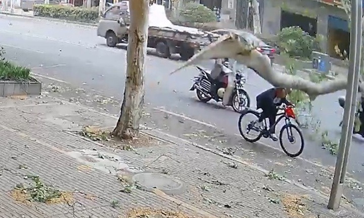 Clip: Đang đi xe đạp, người đàn ông bị cành cây gãy rơi trúng, ngã xuống đất bất tỉnh