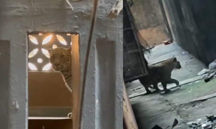 Clip: Kinh hãi cảnh báo hoa mai