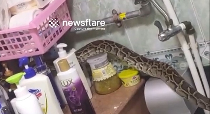 Nghe tiếng động lạ trong nhà tắm, người phụ nữ hoảng hồn thấy