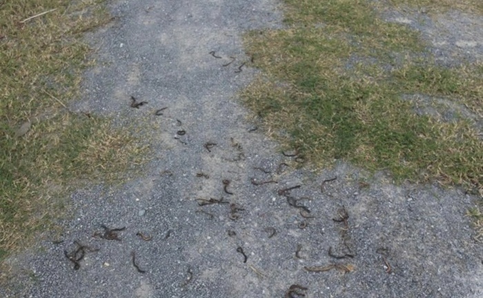 Nguyên nhân hiện tượng giun bò lên mặt đất chết la liệt ở Quảng Trị