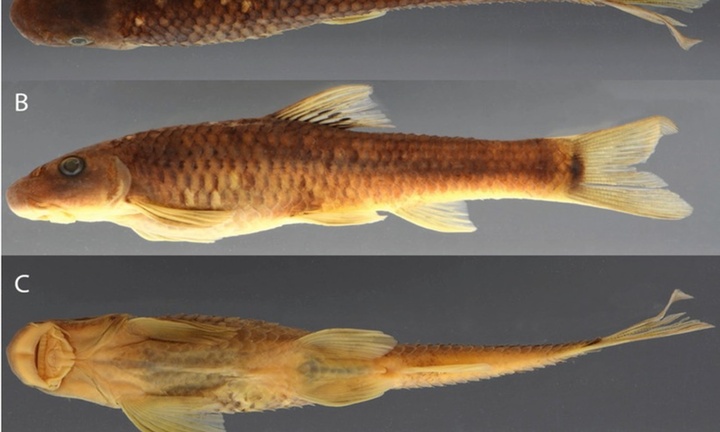 Tin thời sự ngày (22/12): Cá, ong Việt Nam nằm trong số 70 sinh vật mới năm 2025