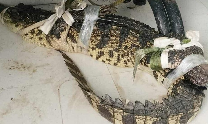 Vây bắt cá sấu nặng khoảng 10kg, dài gần một mét tại khu đất hoang ở Cà Mau