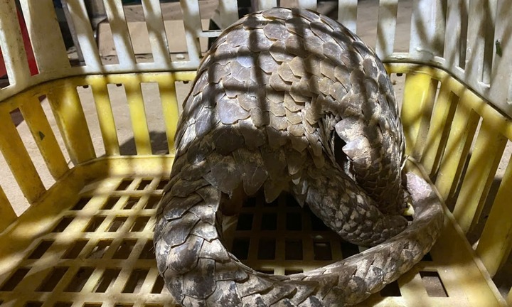 Phát hiện con vật quý hiếm, toàn thân phủ đầy vẩy cứng, nhóm thanh niên liền báo công an