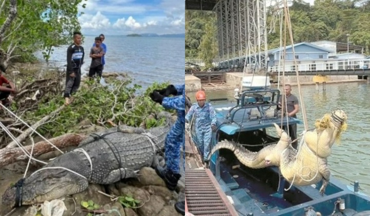 Người dân vây bắt thành công cá sấu khổng lồ dài 4 mét, nặng 500kg