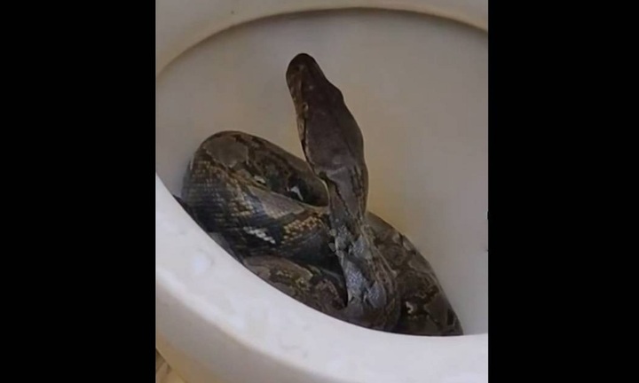 Clip: Người đàn ông sốc nặng khi thấy con vật khổng lồ, dài ngoằng bên trong bồn cầu