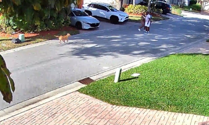 Clip: Đang đi bộ, 3 người dân bất ngờ bị chó Pitbull lao ra tấn công dữ dội