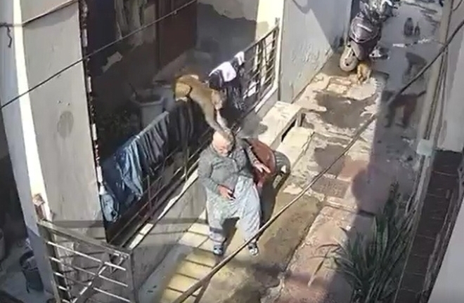 Clip: Kinh hãi cụ bà phải nhập viện do bị đàn khỉ giật tóc, tấn công ngay trước nhà