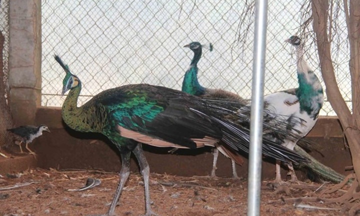 Bỏ phố về rừng, kỹ sư xây dựng kiếm tiền tỷ mỗi năm từ loài chim