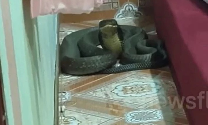Phát hiện rắn hổ mang chúa nặng 8kg cuộn tròn cạnh giường ngủ, cả khu phố náo loạn