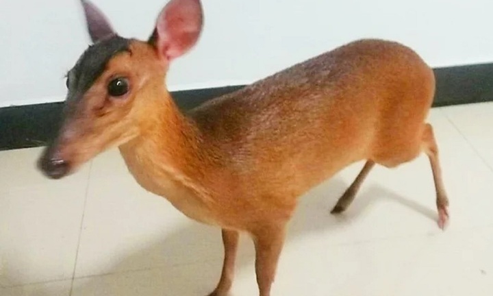 Loài vật sở hữu tiếng kêu 