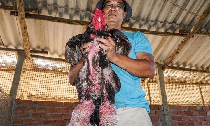 Bỏ việc ổn định, thạc sĩ về quê nuôi giống gà quý, chân 