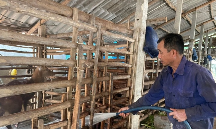 Bỏ nghề nuôi trâu sang nuôi con nhát như cáy, cho thứ đại bổ trên đầu, ông nông dân bán mà giàu hẳn lên