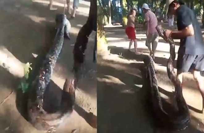 Clip: Bắt trăn khổng lồ dài 6 mét tấn công bé trai đang câu cá gần nhà