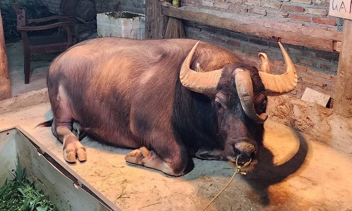 Xôn xao chú trâu 3 sừng 