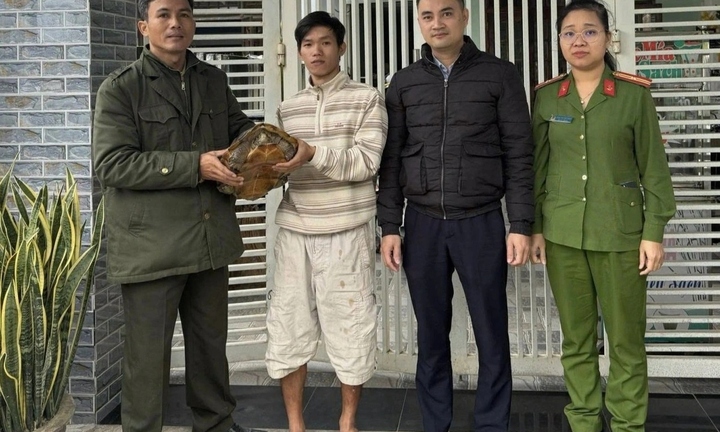 Rùa quý hiếm nặng gần 7kg đi lạc vào vườn nhà người dân ở Đà Nẵng